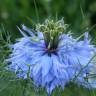 Fotografia 8 da espécie Nigella damascena do Jardim Botânico UTAD