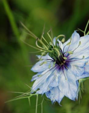 Fotografia 9 da espécie Nigella damascena no Jardim Botânico UTAD