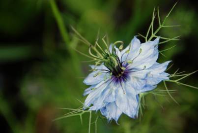 Fotografia da espécie Nigella damascena