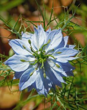 Fotografia 10 da espécie Nigella damascena no Jardim Botânico UTAD