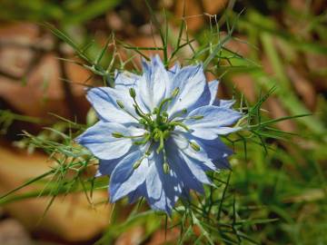 Fotografia da espécie Nigella damascena