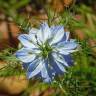 Fotografia 10 da espécie Nigella damascena do Jardim Botânico UTAD