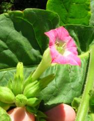 Nicotiana tabacum