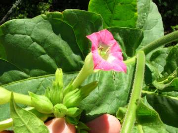 Fotografia da espécie Nicotiana tabacum