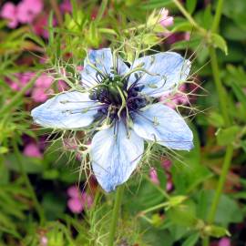 Fotografia da espécie Nigella damascena