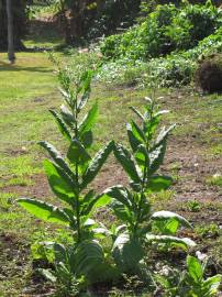 Fotografia da espécie Nicotiana tabacum