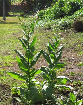 Fotografia 7 da espécie Nicotiana tabacum no Jardim Botânico UTAD