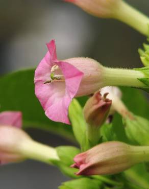 Fotografia 8 da espécie Nicotiana tabacum no Jardim Botânico UTAD