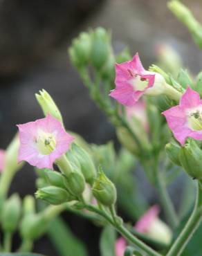 Fotografia 9 da espécie Nicotiana tabacum no Jardim Botânico UTAD