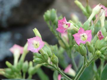 Fotografia da espécie Nicotiana tabacum