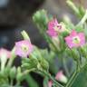 Fotografia 9 da espécie Nicotiana tabacum do Jardim Botânico UTAD