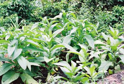 Fotografia da espécie Nicotiana tabacum