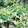 Fotografia 10 da espécie Nicotiana tabacum do Jardim Botânico UTAD