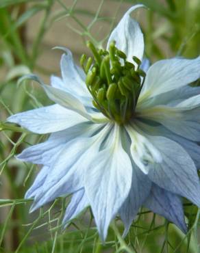 Fotografia 13 da espécie Nigella damascena no Jardim Botânico UTAD