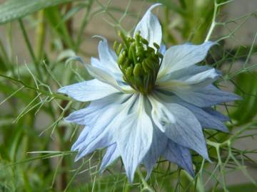 Fotografia da espécie Nigella damascena