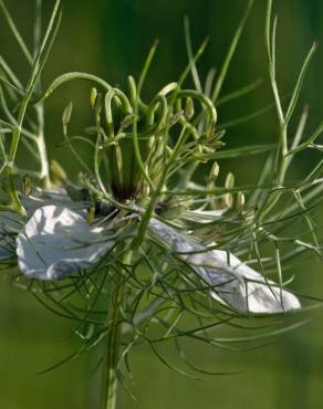 Fotografia 14 da espécie Nigella damascena no Jardim Botânico UTAD