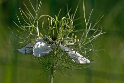 Fotografia da espécie Nigella damascena