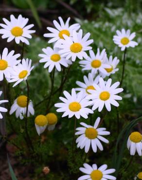 Fotografia 7 da espécie Anthemis cotula no Jardim Botânico UTAD