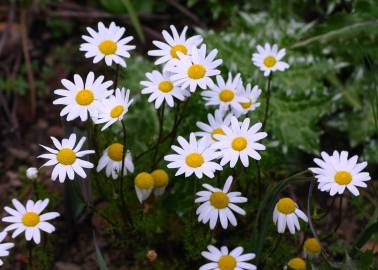 Fotografia da espécie Anthemis cotula