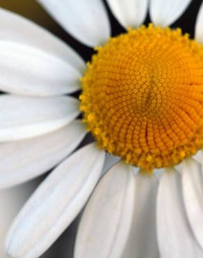 Fotografia 1 da espécie Anthemis cotula no Jardim Botânico UTAD