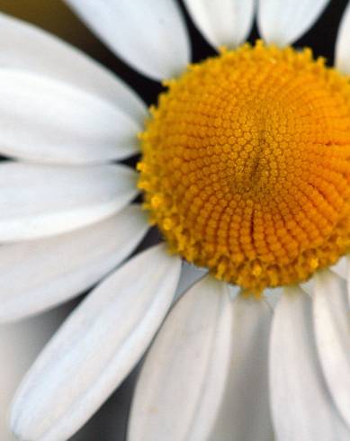 Fotografia de capa Anthemis cotula - do Jardim Botânico