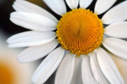 Fotografia da espécie Anthemis cotula