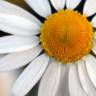 Fotografia 1 da espécie Anthemis cotula do Jardim Botânico UTAD