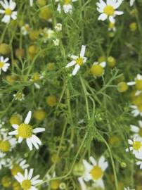 Fotografia da espécie Anthemis cotula