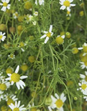 Fotografia 8 da espécie Anthemis cotula no Jardim Botânico UTAD