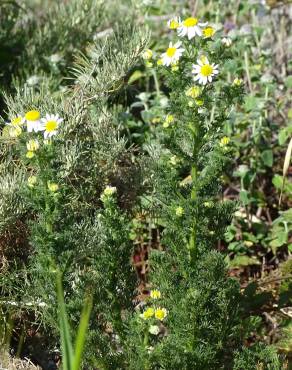 Fotografia 9 da espécie Anthemis cotula no Jardim Botânico UTAD