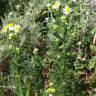 Fotografia 9 da espécie Anthemis cotula do Jardim Botânico UTAD