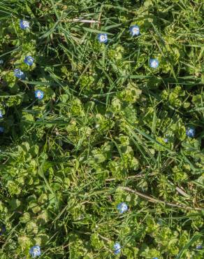 Fotografia 3 da espécie Veronica agrestis no Jardim Botânico UTAD