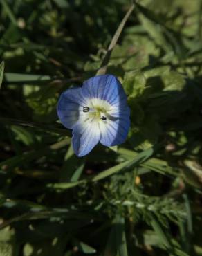 Fotografia 4 da espécie Veronica agrestis no Jardim Botânico UTAD