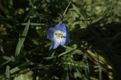 Fotografia da espécie Veronica agrestis