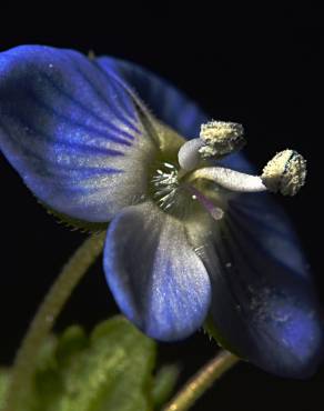 Fotografia 5 da espécie Veronica agrestis no Jardim Botânico UTAD