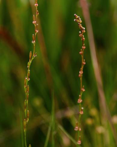 Fotografia de capa Triglochin palustris - do Jardim Botânico