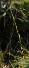 Fotografia da espécie Triglochin palustris