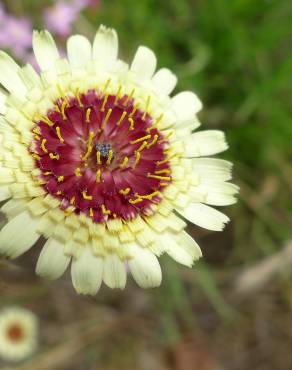 Fotografia 1 da espécie Tolpis umbellata no Jardim Botânico UTAD