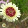 Fotografia 1 da espécie Tolpis umbellata do Jardim Botânico UTAD