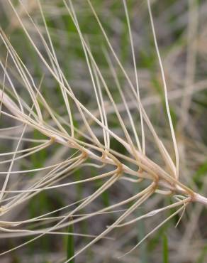 Fotografia 5 da espécie Taeniatherum caput-medusae no Jardim Botânico UTAD