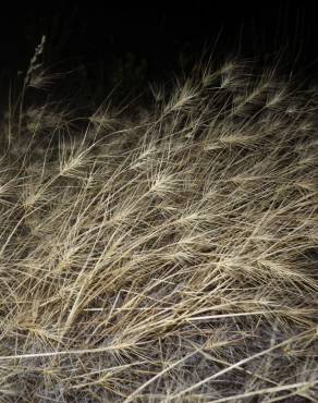 Fotografia 8 da espécie Taeniatherum caput-medusae no Jardim Botânico UTAD