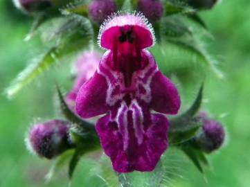 Fotografia da espécie Stachys sylvatica