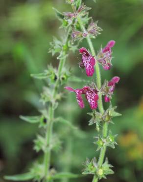 Fotografia 3 da espécie Stachys sylvatica no Jardim Botânico UTAD