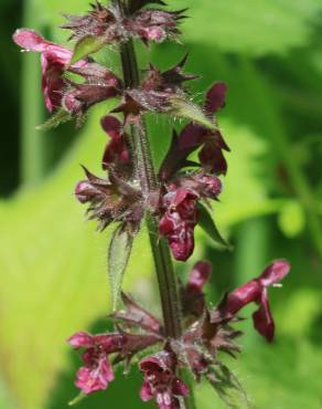 Fotografia 4 da espécie Stachys sylvatica no Jardim Botânico UTAD