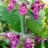 Fotografia 5 da espécie Stachys sylvatica do Jardim Botânico UTAD