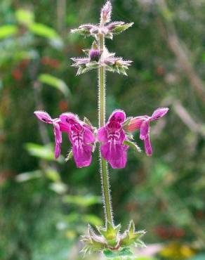 Fotografia 1 da espécie Stachys sylvatica no Jardim Botânico UTAD