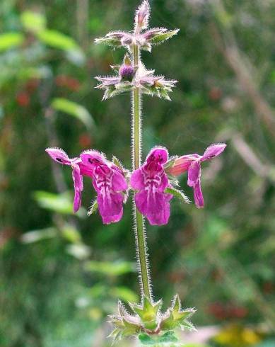 Fotografia de capa Stachys sylvatica - do Jardim Botânico