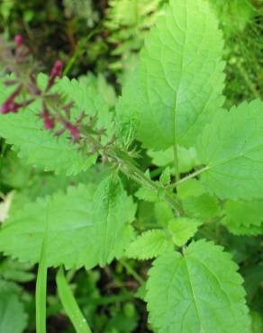 Fotografia 7 da espécie Stachys sylvatica no Jardim Botânico UTAD