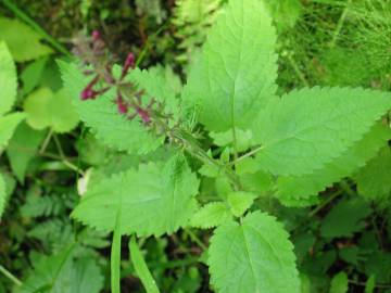 Fotografia da espécie Stachys sylvatica