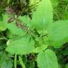 Fotografia 7 da espécie Stachys sylvatica do Jardim Botânico UTAD